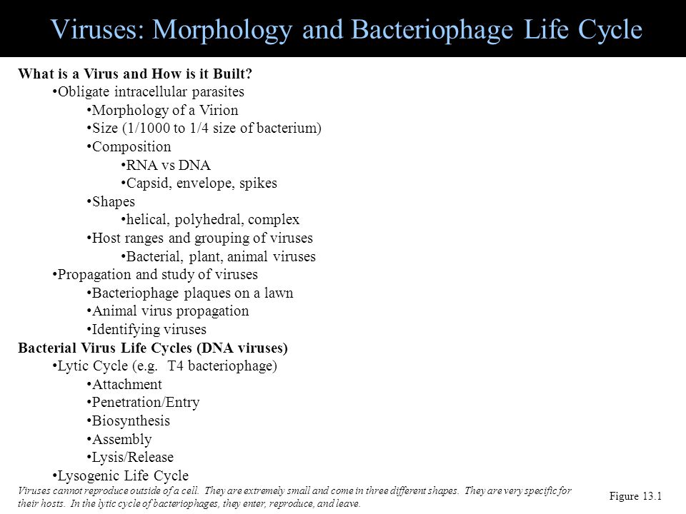 Viruses: Morphology and Bacteriophage Life Cycle