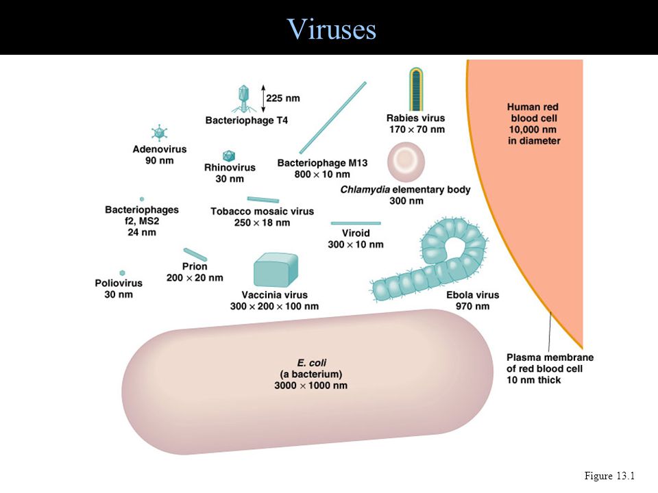 Viruses Figure 13.1