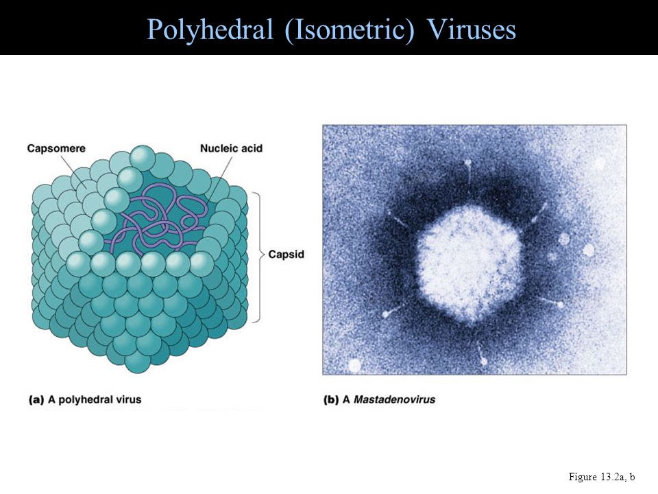 Polyhedral (Isometric) Viruses