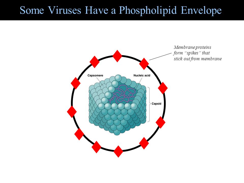Some Viruses Have a Phospholipid Envelope