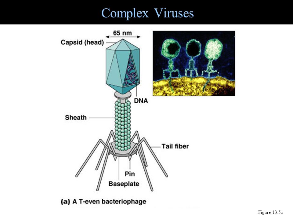 Complex Viruses Figure 13.5a