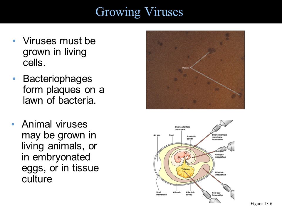 Growing Viruses Viruses must be grown in living cells.