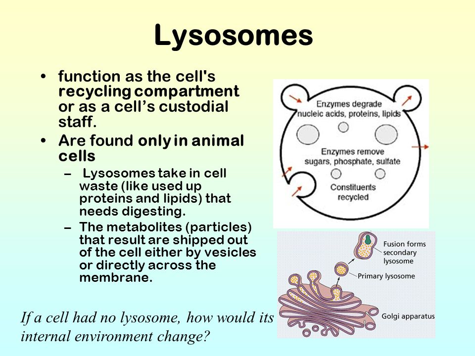 What Is The Function Of A Lysosome In An Animal Cell Slideshare
