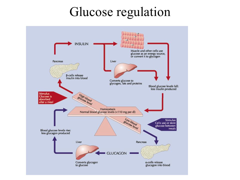 Инсулин и гипофиз. Схема регуляции содержания Глюкозы в крови. Нейрогуморальные механизмы поддержания уровня сахара крови. Регуляция уровня Глюкозы крови. , глюкагона. Процесс поддержания уровня Глюкозы в крови.