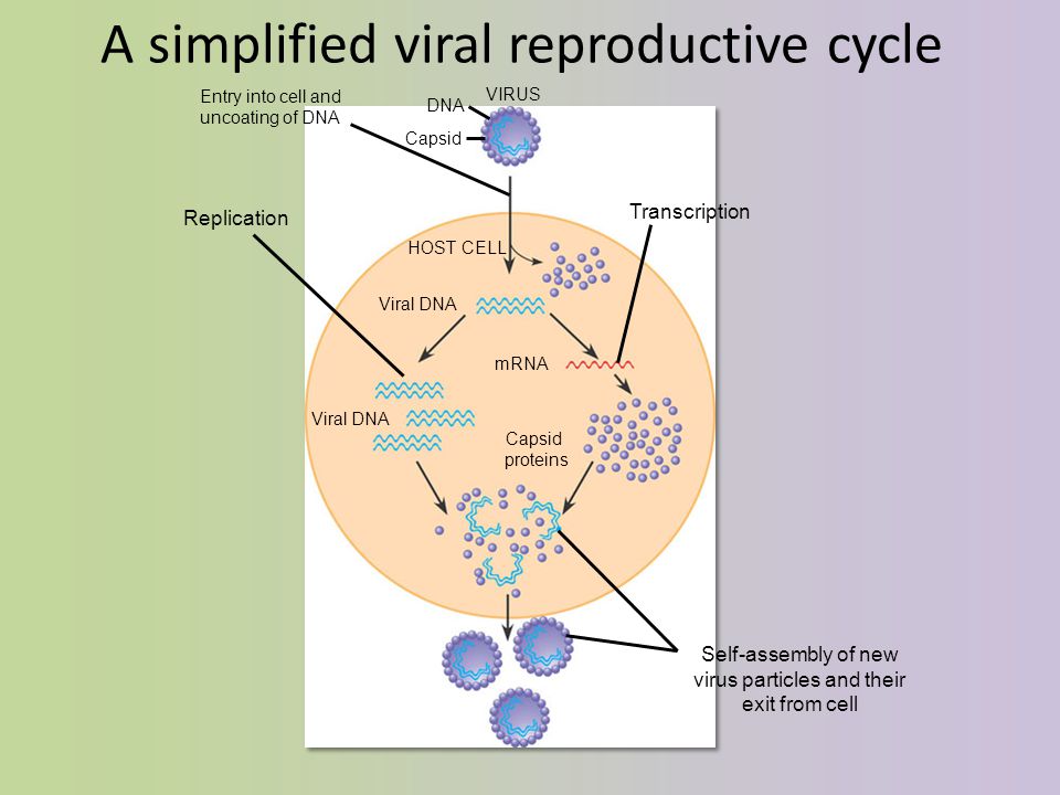 A simplified viral reproductive cycle