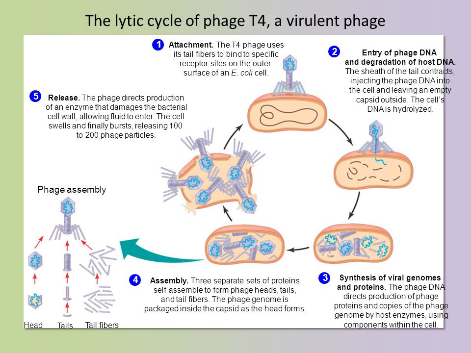 The lytic cycle of phage T4, a virulent phage