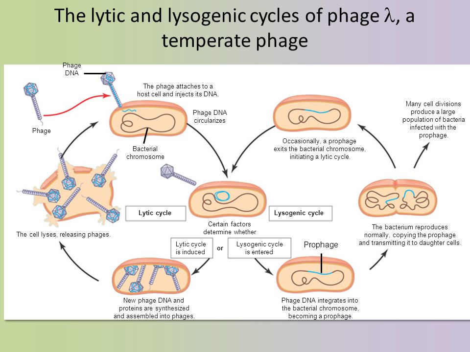 The lytic and lysogenic cycles of phage , a temperate phage