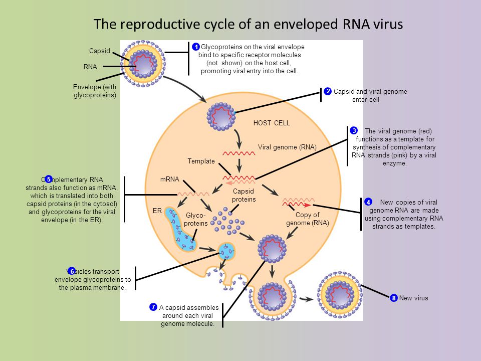 The reproductive cycle of an enveloped RNA virus