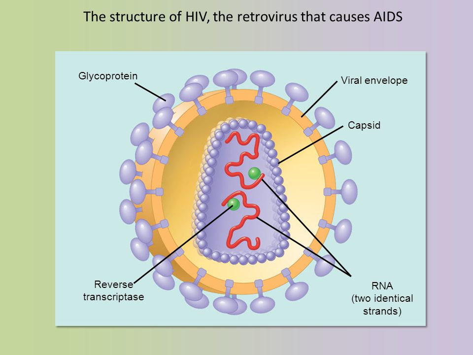 The structure of HIV, the retrovirus that causes AIDS