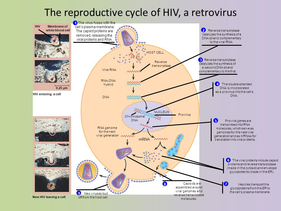 The reproductive cycle of HIV, a retrovirus