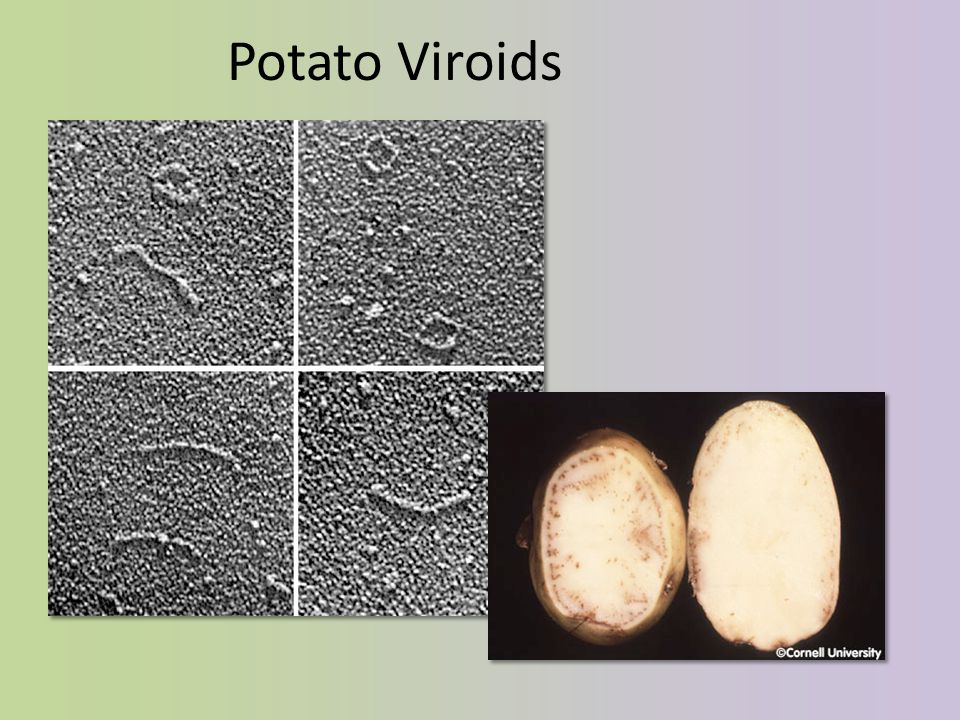Potato Viroids