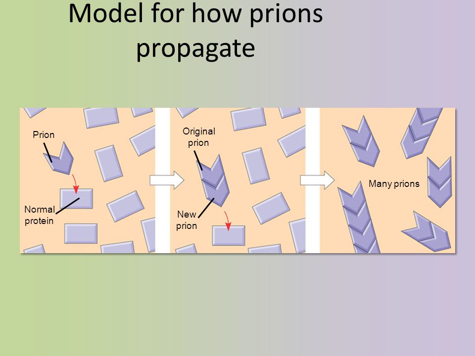 Model for how prions propagate