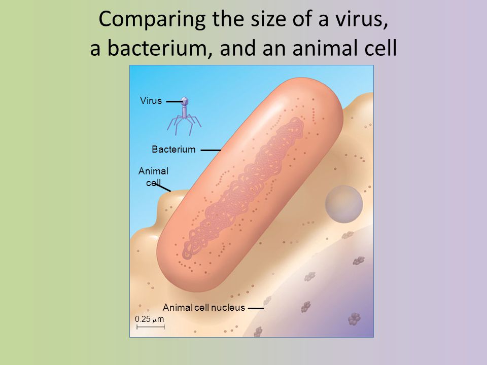 Comparing the size of a virus, a bacterium, and an animal cell