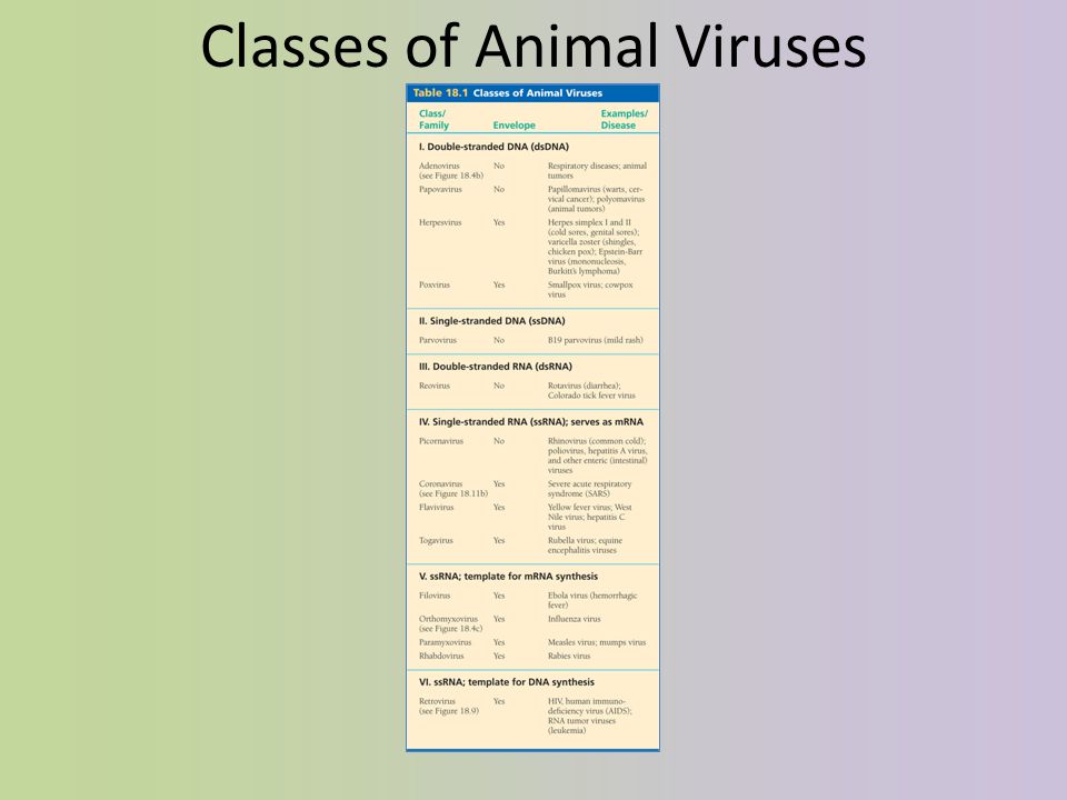 Classes of Animal Viruses
