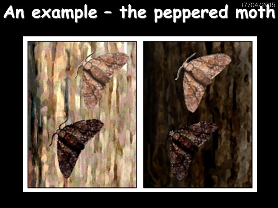 An example - the peppered moth.
