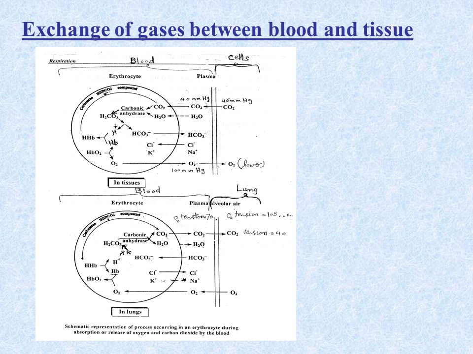Exchange of gases between blood and tissue