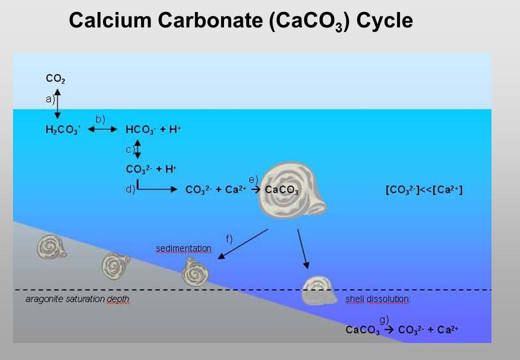 Calcium Carbonate (CaCO3) Cycle