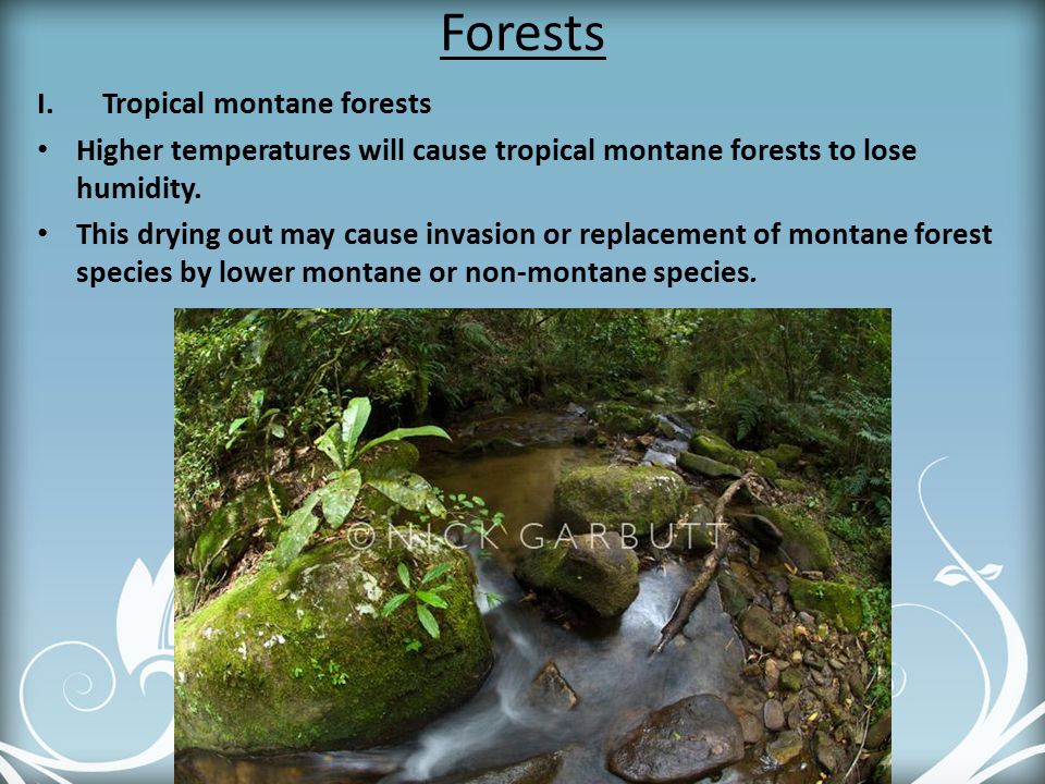 Forests Tropical montane forests
