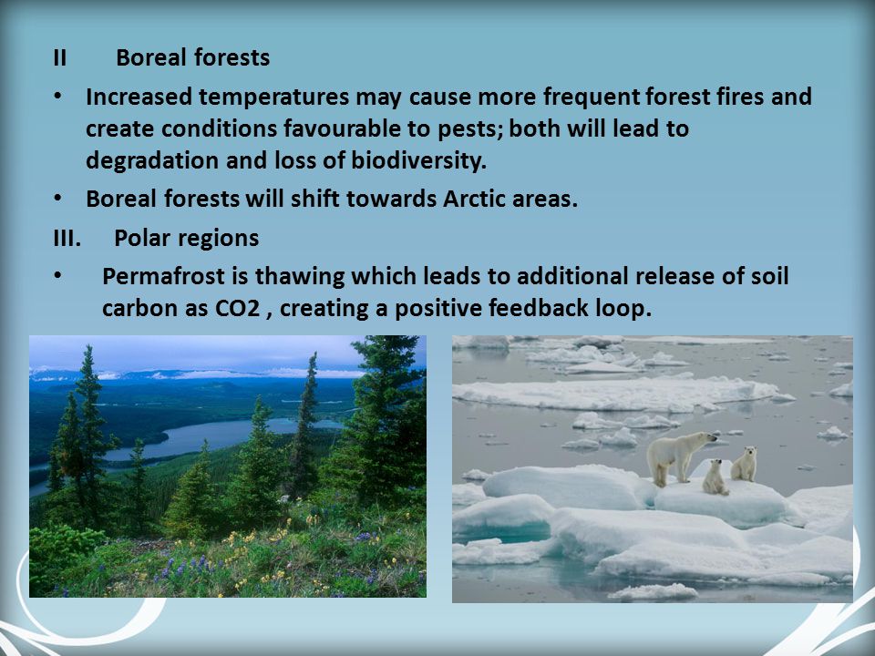 II Boreal forests