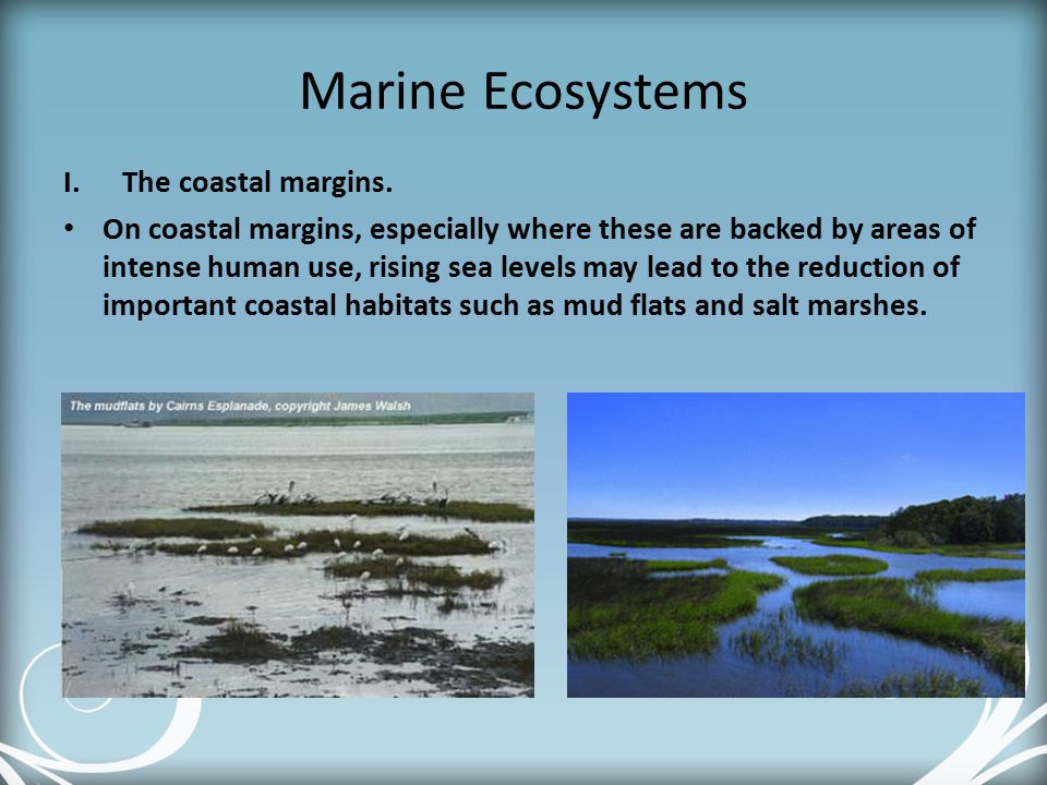 Marine Ecosystems The coastal margins.