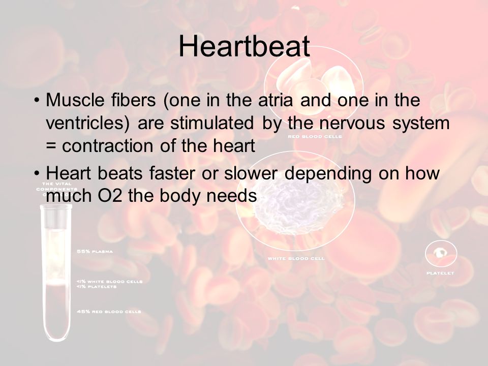 Heartbeat Muscle fibers (one in the atria and one in the ventricles) are stimulated by the nervous system = contraction of the heart.