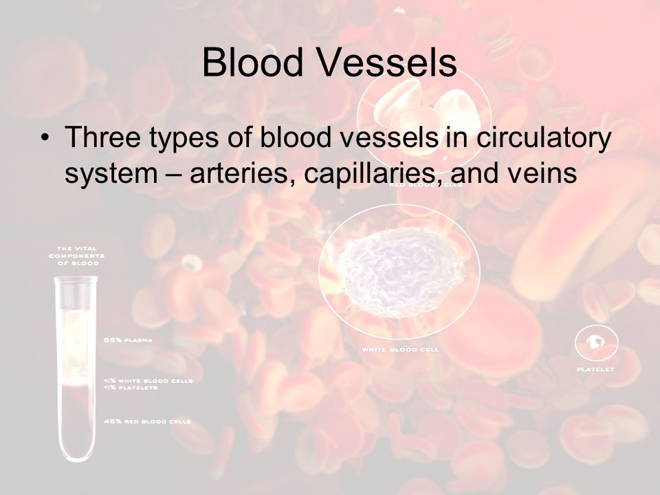 Blood Vessels Three types of blood vessels in circulatory system – arteries, capillaries, and veins
