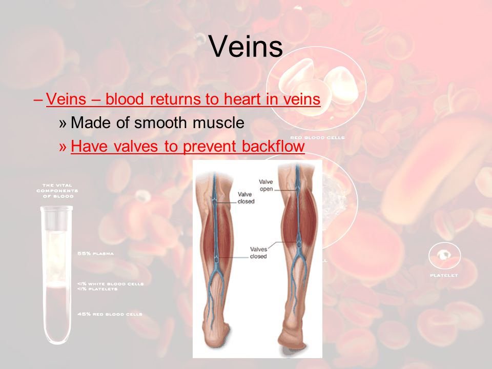 Veins Veins – blood returns to heart in veins Made of smooth muscle
