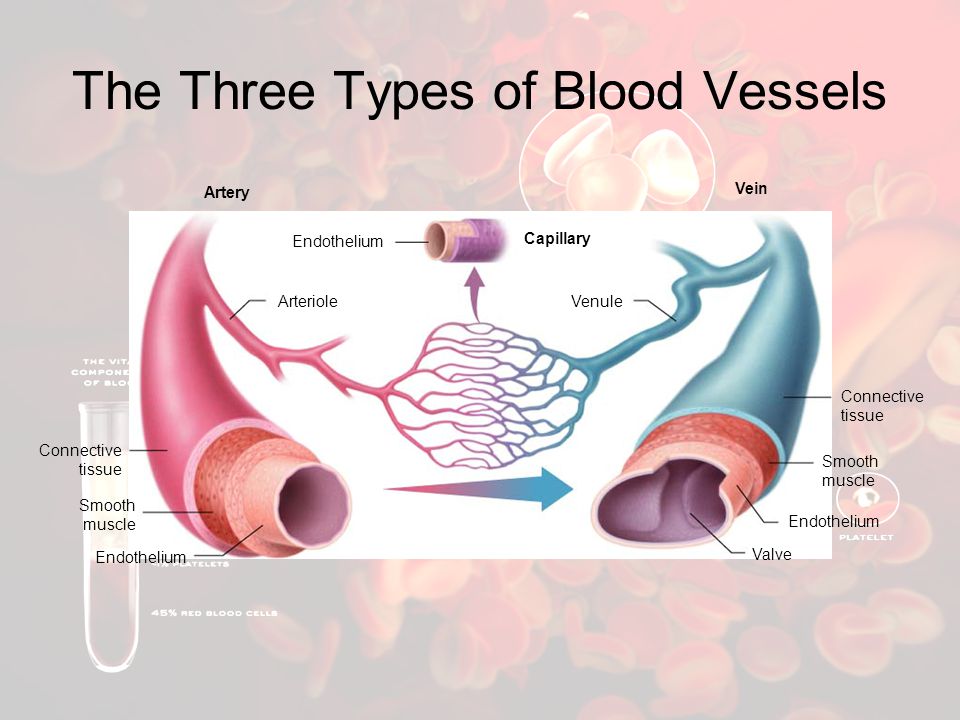 The Three Types of Blood Vessels