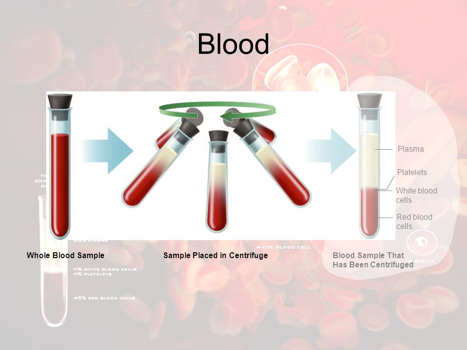 Blood Plasma Platelets White blood cells Red blood cells