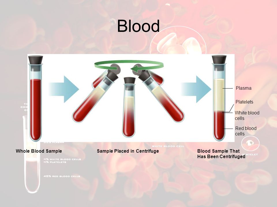 Blood Plasma Platelets White blood cells Red blood cells