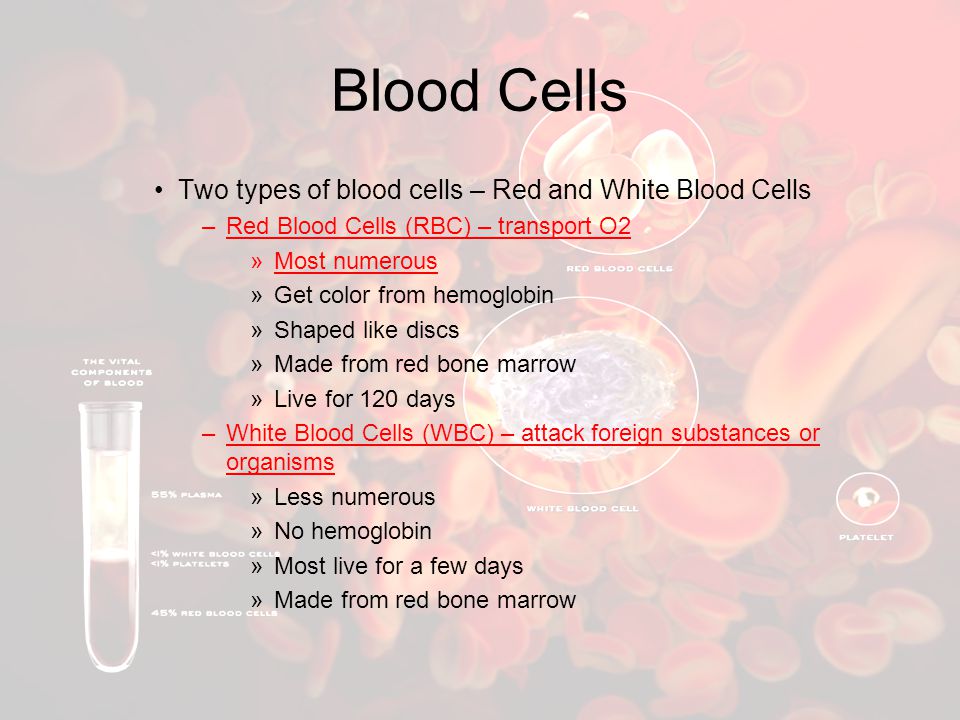 Blood Cells Two types of blood cells – Red and White Blood Cells
