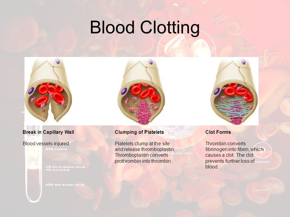Blood Clotting Break in Capillary Wall Blood vessels injured.
