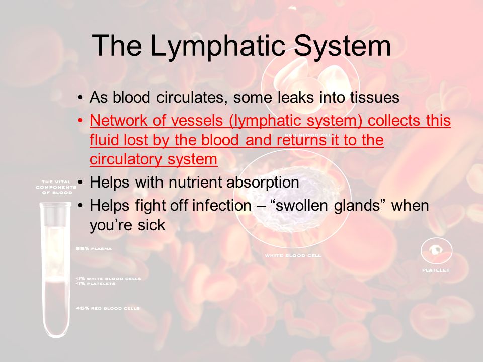 The Lymphatic System As blood circulates, some leaks into tissues