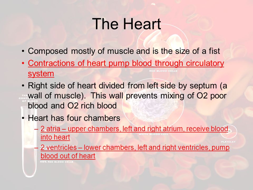 The Heart Composed mostly of muscle and is the size of a fist