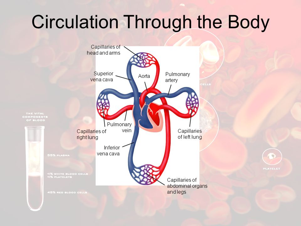 Circulation Through the Body
