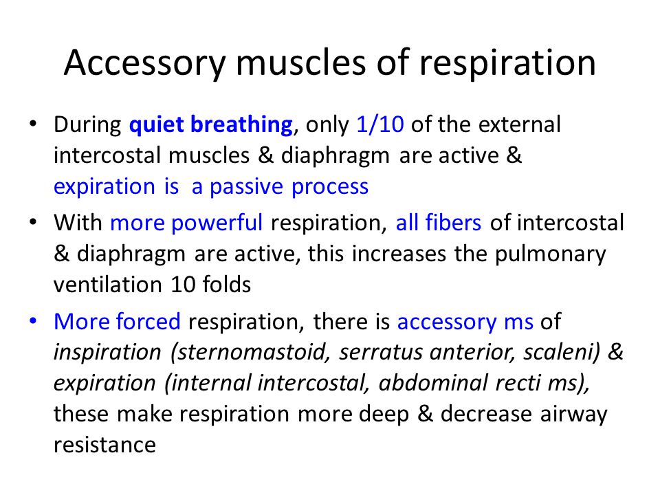 Respiratory System Aim: - ppt download