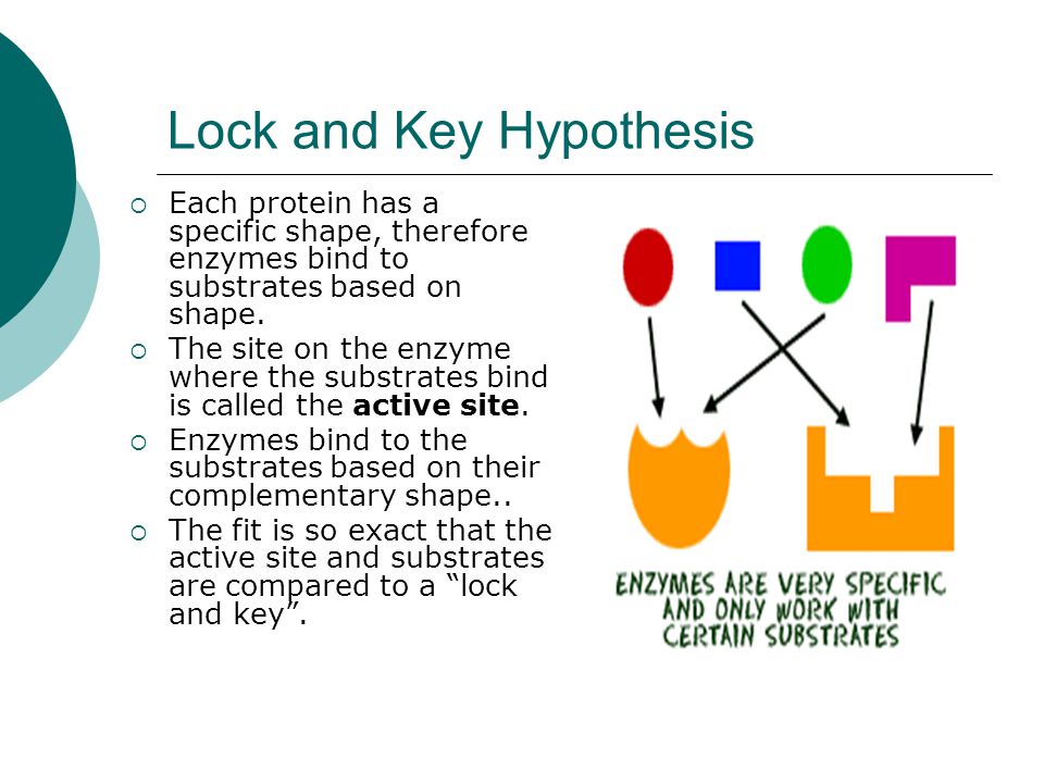 What does the lock and key hypothesis state?