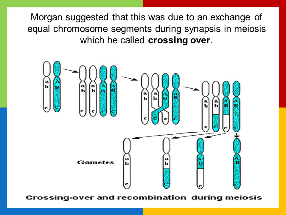 Morgan suggested that this was due to an exchange of equal chromosome segments during synapsis in meiosis which he called crossing over.