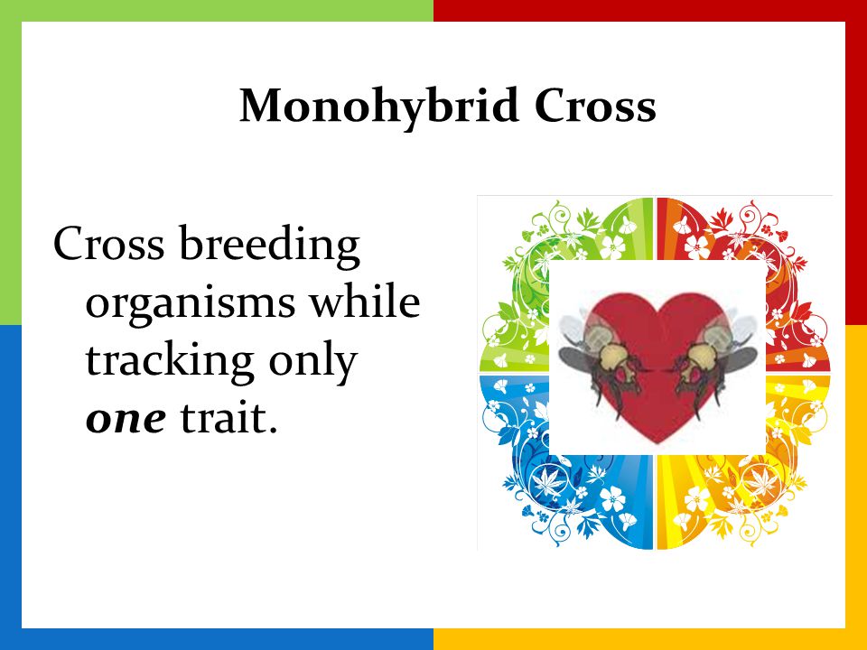 Monohybrid Cross Cross breeding organisms while tracking only one trait.