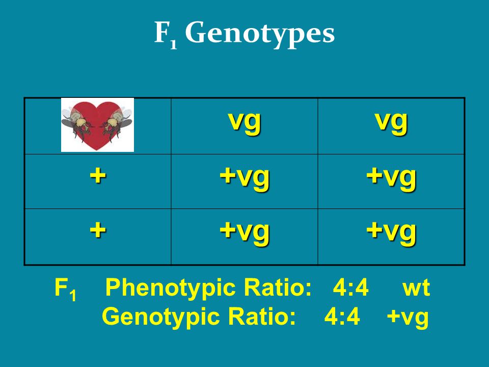 F1 Genotypes vg + +vg F1 Phenotypic Ratio: 4:4 wt