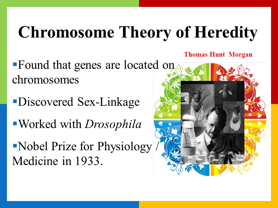 Chromosome Theory of Heredity