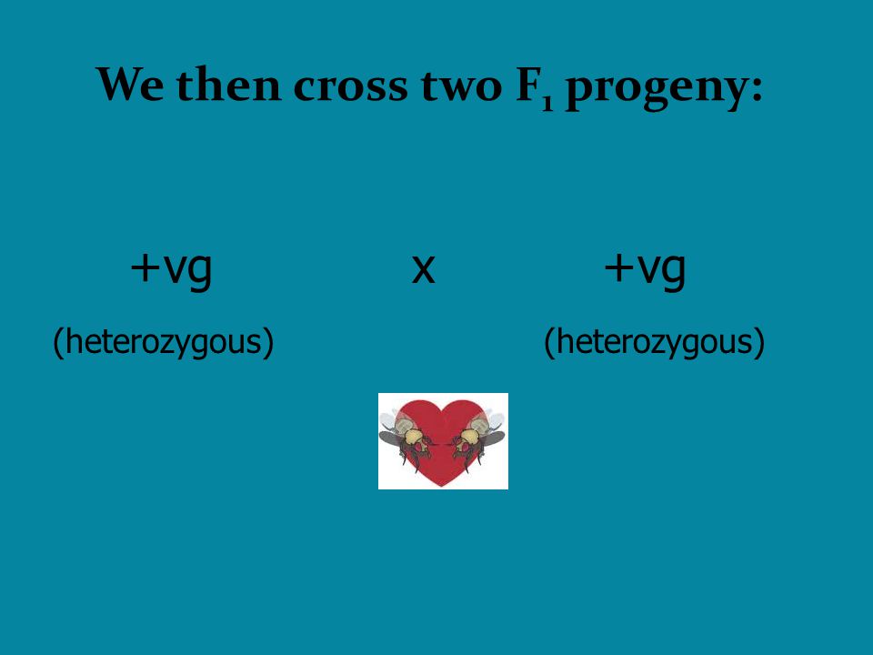 We then cross two F1 progeny: