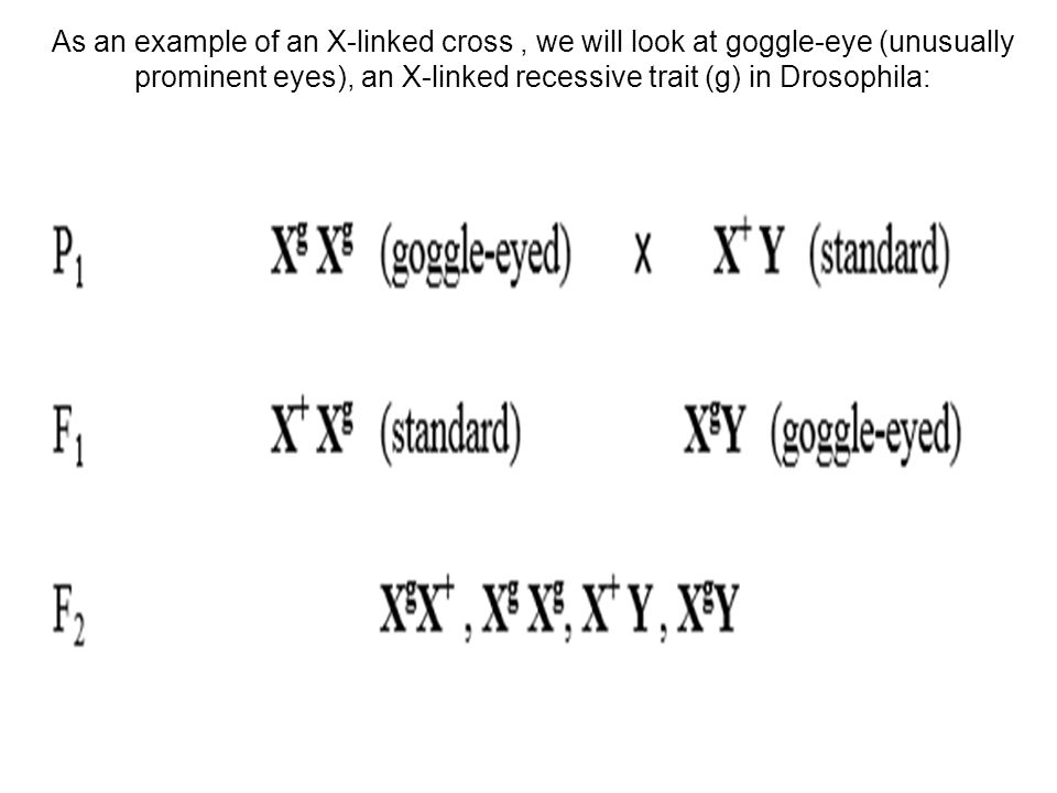 As an example of an X-linked cross , we will look at goggle-eye (unusually prominent eyes), an X-linked recessive trait (g) in Drosophila: