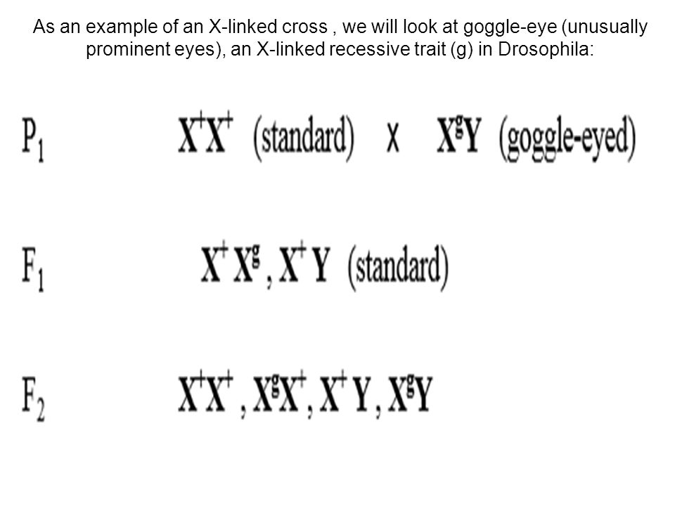 As an example of an X-linked cross , we will look at goggle-eye (unusually prominent eyes), an X-linked recessive trait (g) in Drosophila: