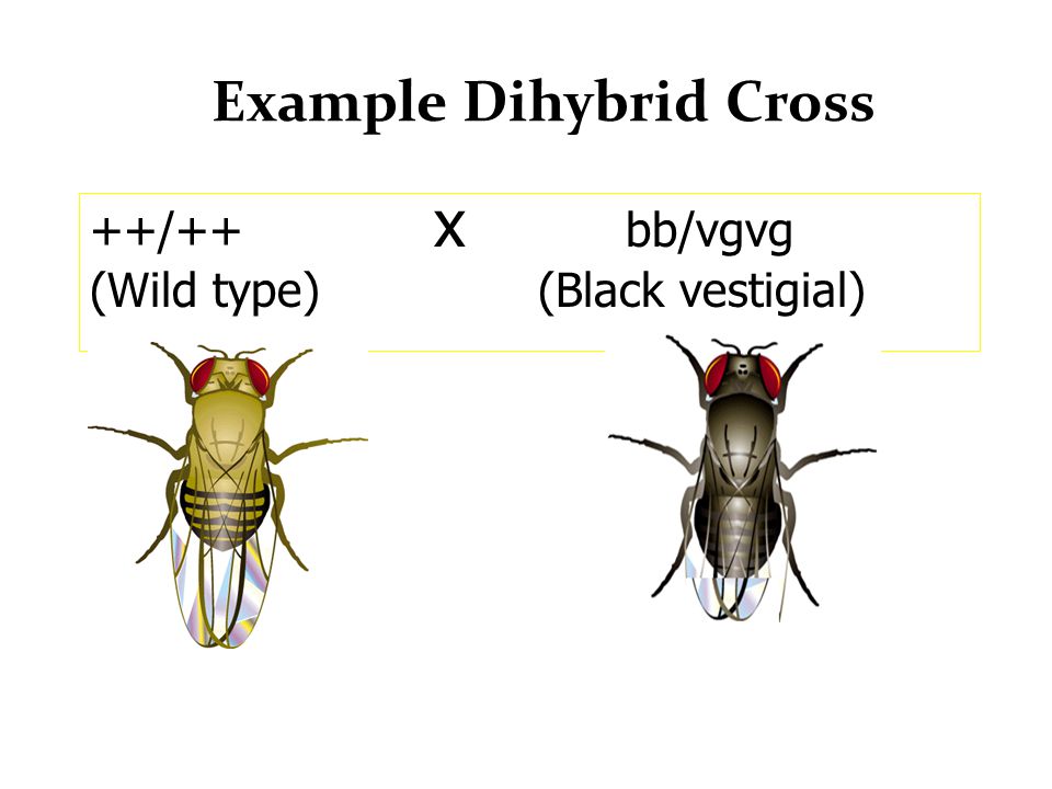 Example Dihybrid Cross
