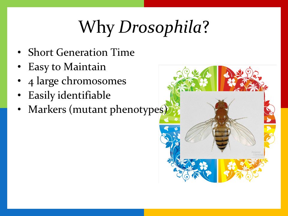 Why Drosophila Short Generation Time Easy to Maintain
