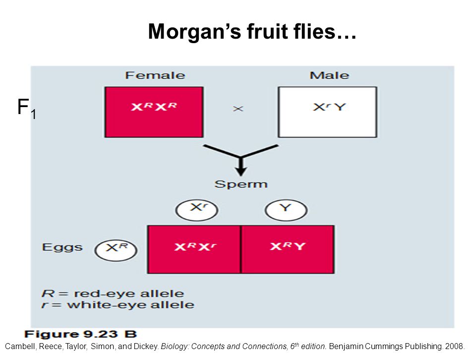 Morgan’s fruit flies… F1