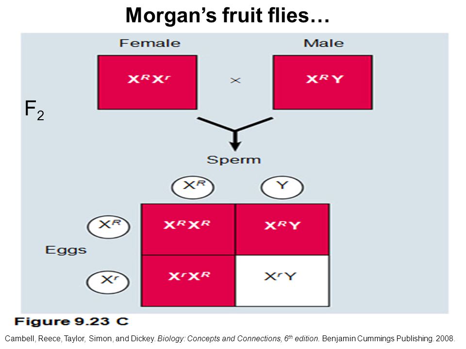Morgan’s fruit flies… F2