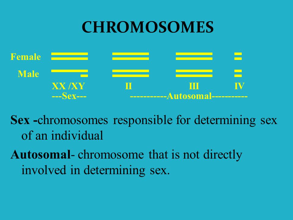 CHROMOSOMES Female. Male. XX /XY. II III IV. ---Sex Autosomal