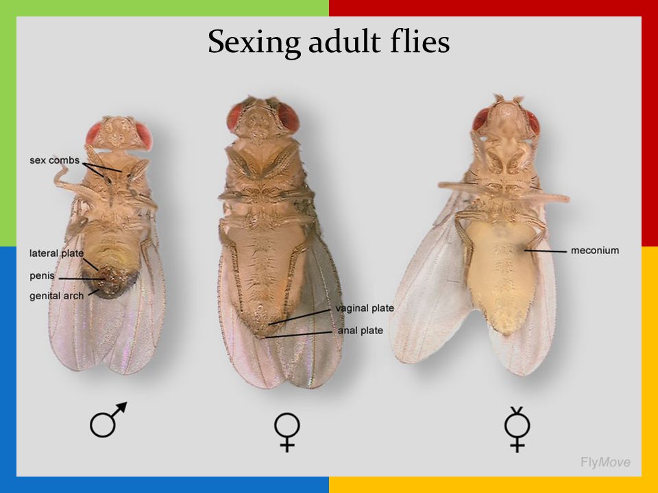 Sexing adult flies